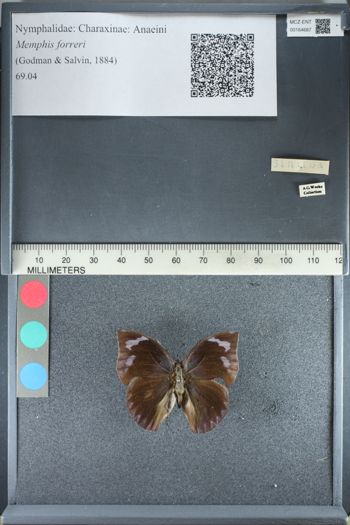 Media type: image;   Entomology 164687